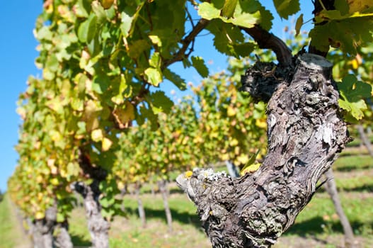 Gnarled old vine with vine leaves in the vineyard