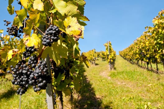 Grapes for red wine in the vineyard