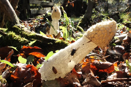 Stink morels in the backlight