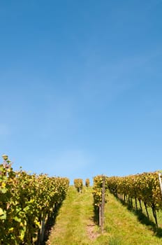 Vines with blue unclouded sky in portrait format