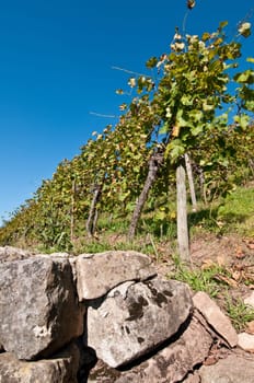 Vineyard wall and vines in sunlight