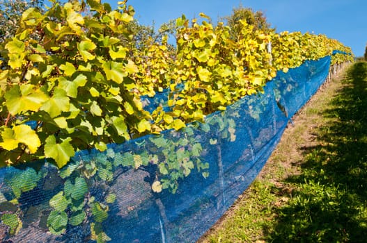 Vineyard with vines protected from birds
