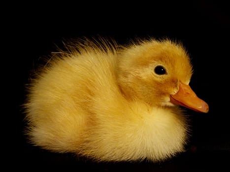 freshly hatched