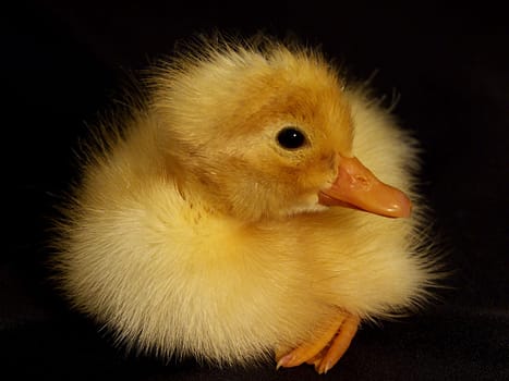 freshly hatched