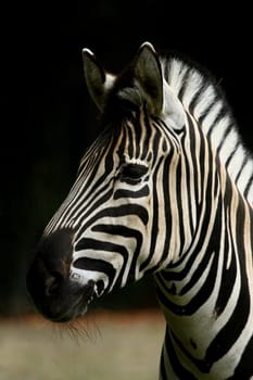 ZebraPortrait