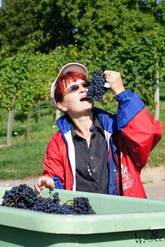Grape harvest in Baden-Württemberg