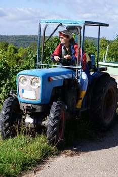 Grape harvest in Baden-Württemberg