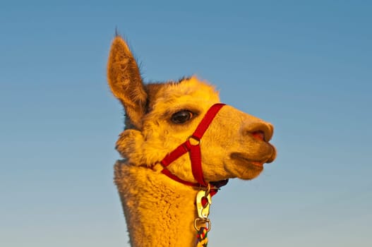 Alpaca,Vicugna pacos