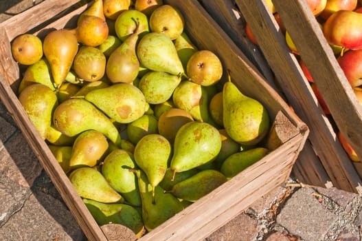 Pears