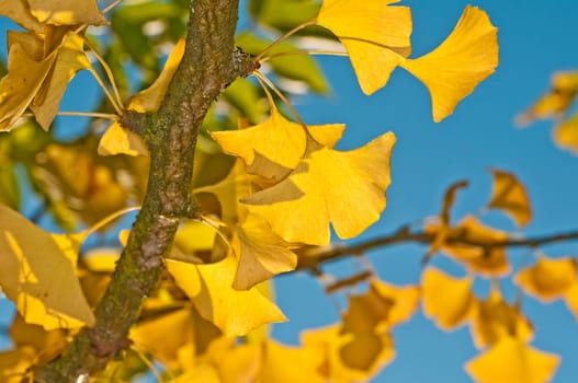 Gingko tree with autumn leaves