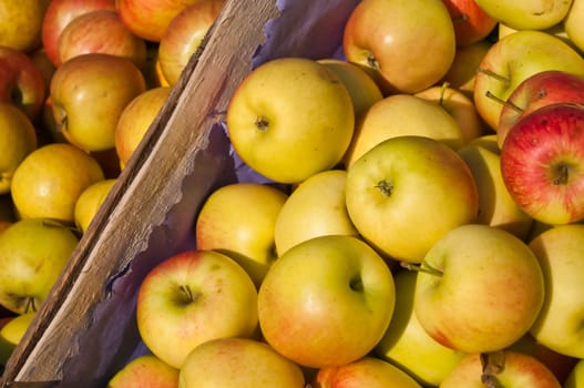 Apples without (New York)