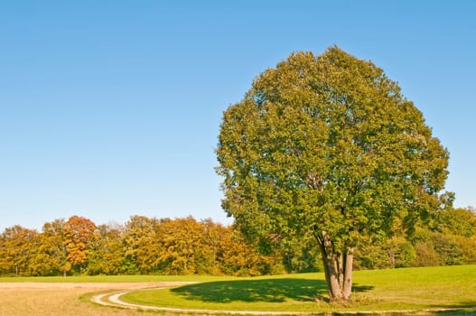 Tree in autumn