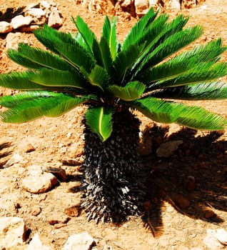 cycads
