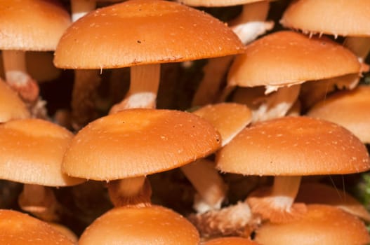 Velvet foot, Flammulina velutipes