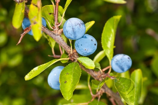 Blackthorn,Prunus spinosus