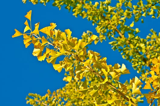 Gingko tree with autumn leaves