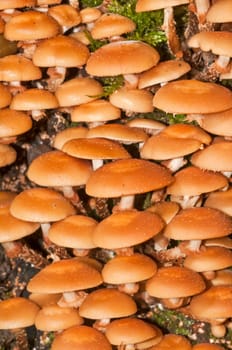 Velvet foot, Flammulina velutipes