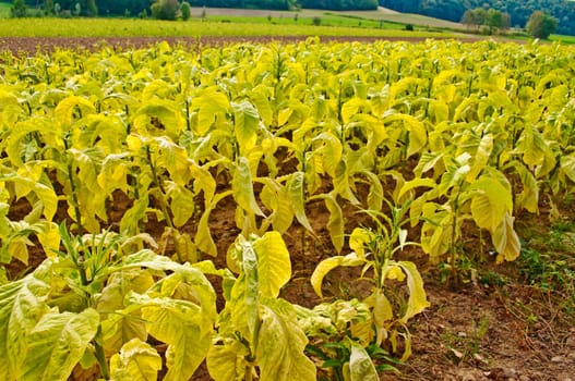Cultivation of tobacco