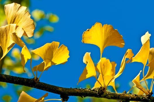 Gingko tree with autumn leaves
