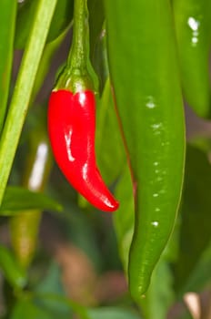 red and green chili