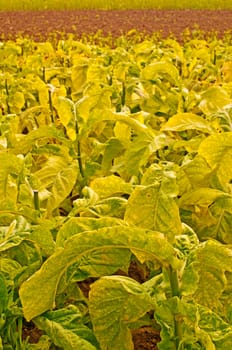 Cultivation of tobacco