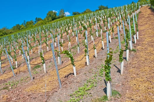 Vineyard with young plants