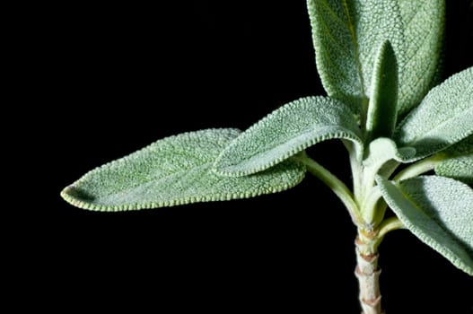 Sage,Salvia officinalis