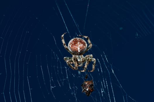 Cross spider,Araneus diadematus