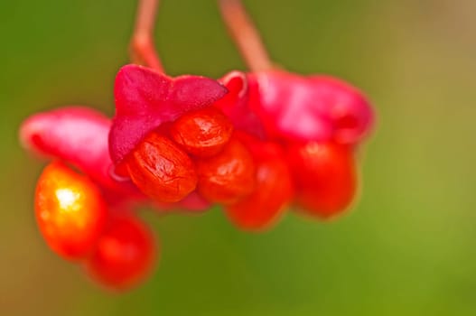 Spindle tree,Euonymus europaeus