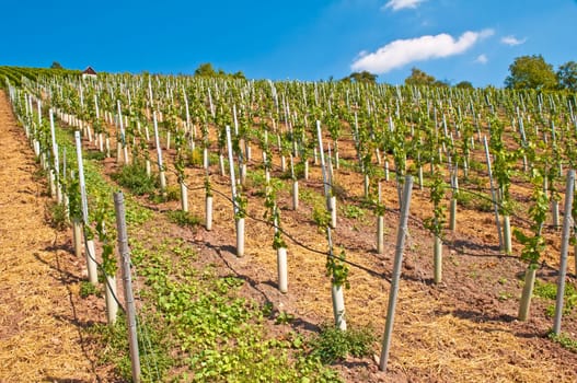 Vineyard with young plants