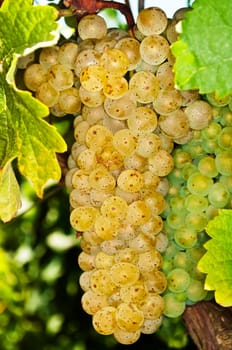 Grapes in the vineyard