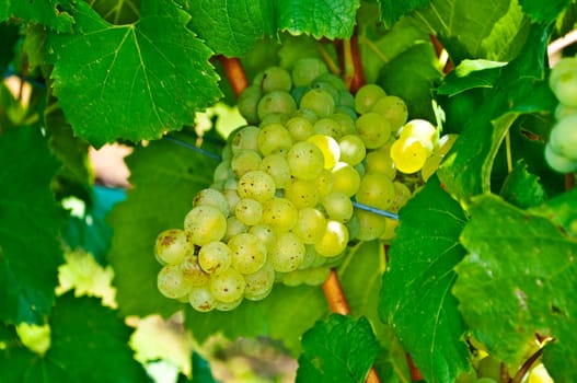 Grapes in the vineyard