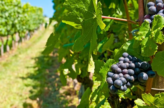 Grapes in the vineyard
