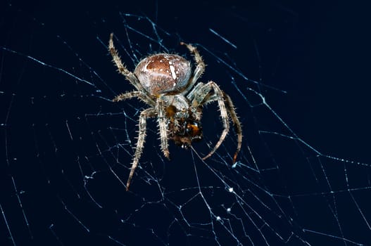 Cross spider,Araneus diadematus