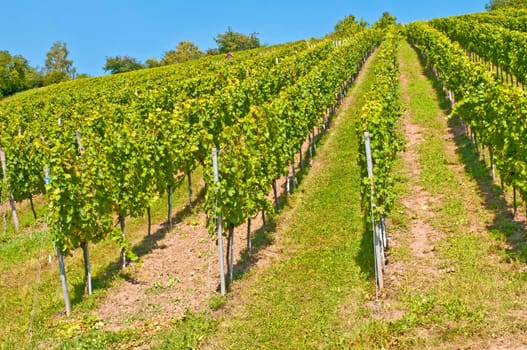 Vineyard