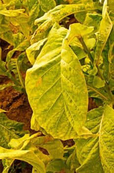 Cultivation of tobacco