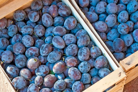 Plums