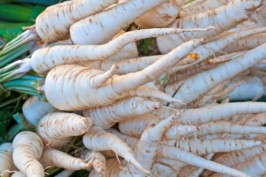 Root parsley