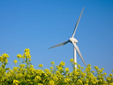 Wind turbine with rapeseed field