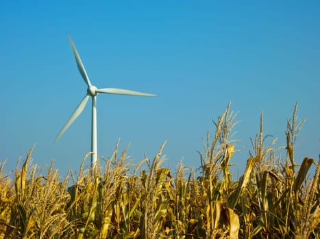 Wind turbine with corn field