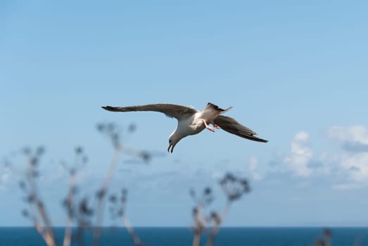 gull dive in port isaac in cornwall