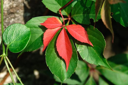 green and red leaves in autumn