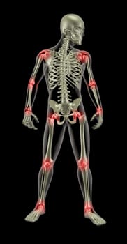 3D render of a medical skeleton with joints highlighted