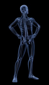 3D render of a male medical skeleton in a standing pose