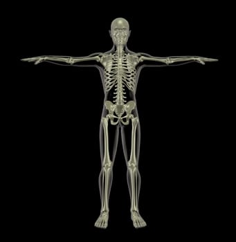 3D render of a standing human skeleton