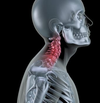 3D render of a skeleton with neck bones highlighted
