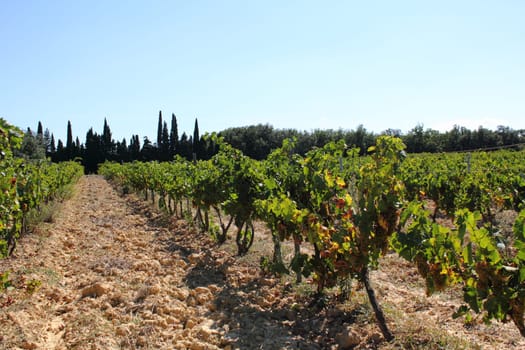 Viticulture South of France