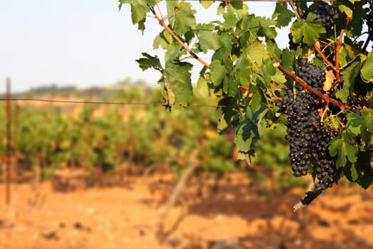 Dark blue grapes