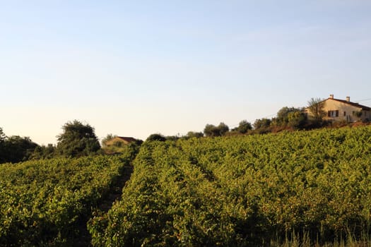 Viticulture South of France