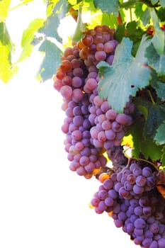 Red grapes